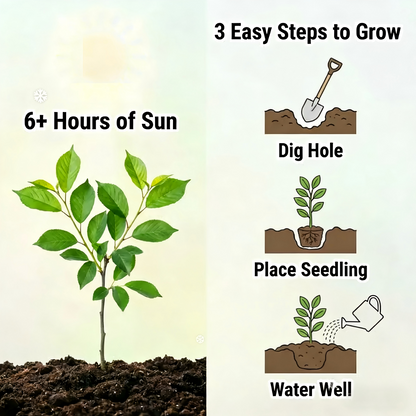 BIG SALE Cherry tree saplings / Cherry treeseedlings Plant Ideal for Gardens & Containers