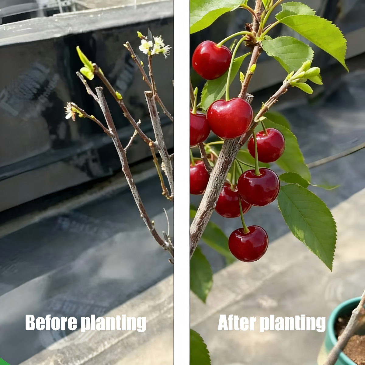 BIG SALE Cherry tree saplings / Cherry treeseedlings Plant Ideal for Gardens & Containers