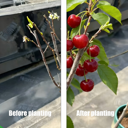 BIG SALE Cherry tree saplings / Cherry treeseedlings Plant Ideal for Gardens & Containers