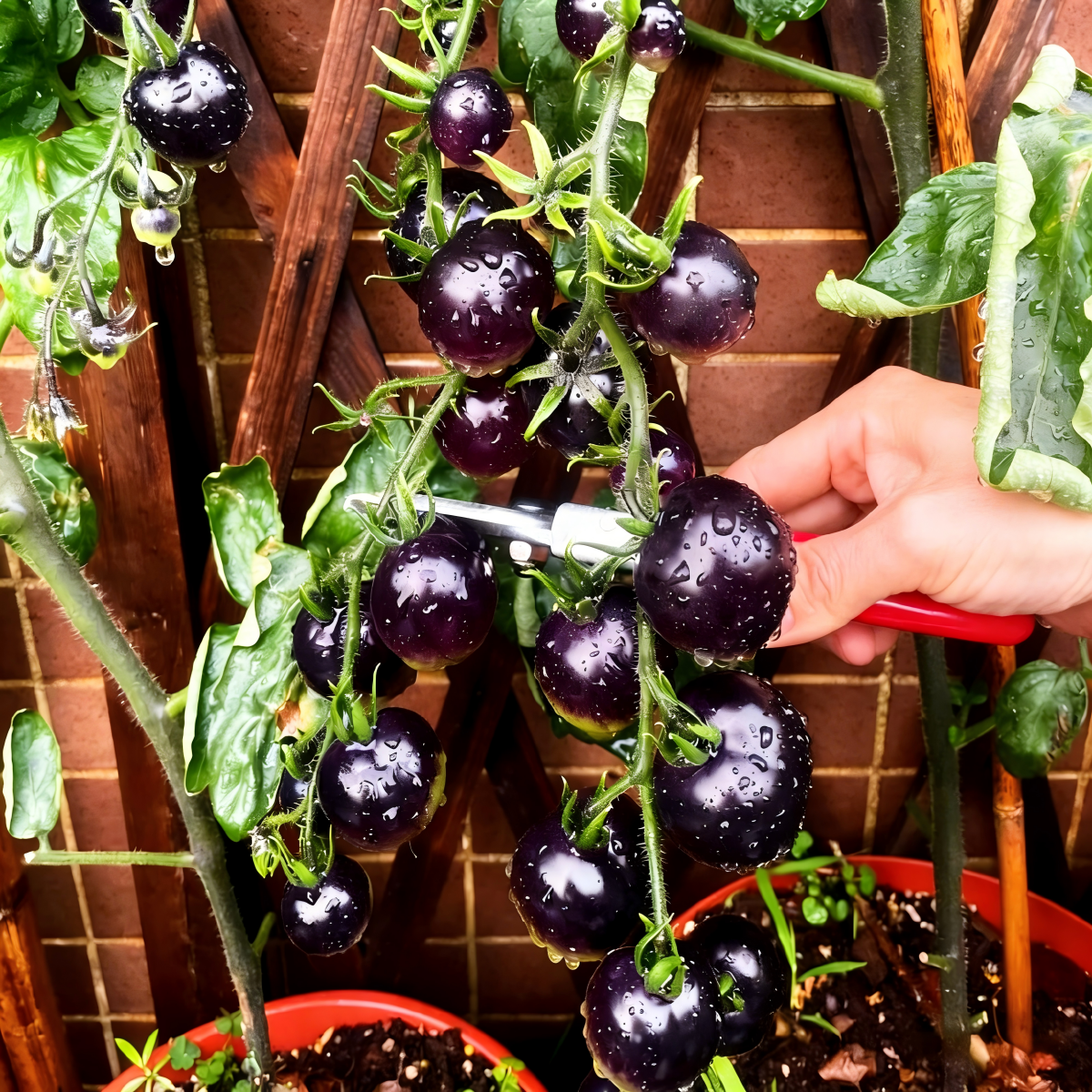 Black Pearl Cherry Tomato Seeds(Non-GMO Heirloom)