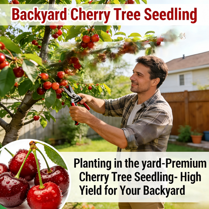 BIG SALE Cherry tree saplings / Cherry treeseedlings Plant Ideal for Gardens & Containers
