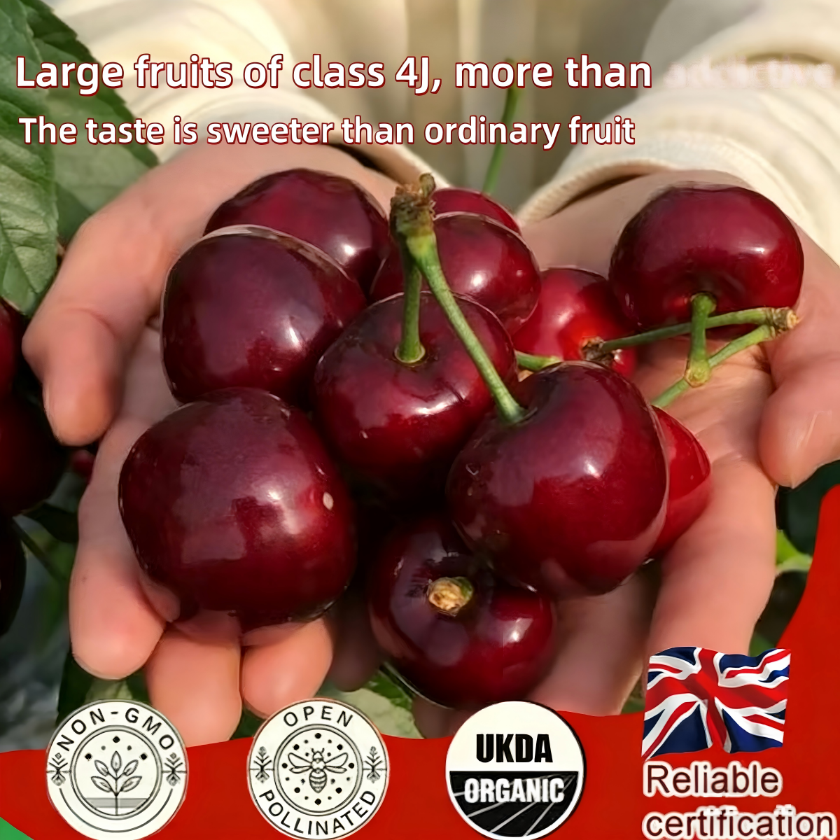BIG SALE Cherry tree saplings / Cherry treeseedlings Plant Ideal for Gardens & Containers