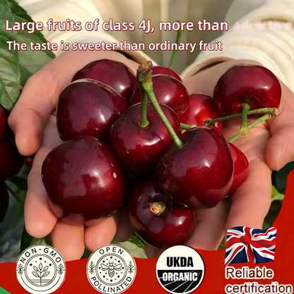 BIG SALE Cherry tree saplings / Cherry treeseedlings Plant Ideal for Gardens & Containers
