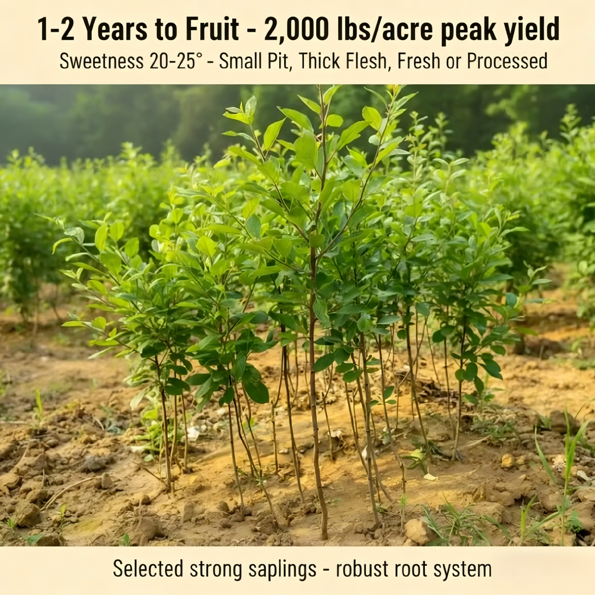 Heirloom Non-GMO Grafted Plum Tree Saplings