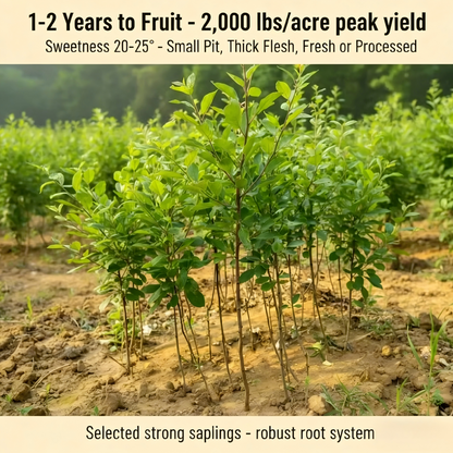 Heirloom Non-GMO Grafted Plum Tree Saplings