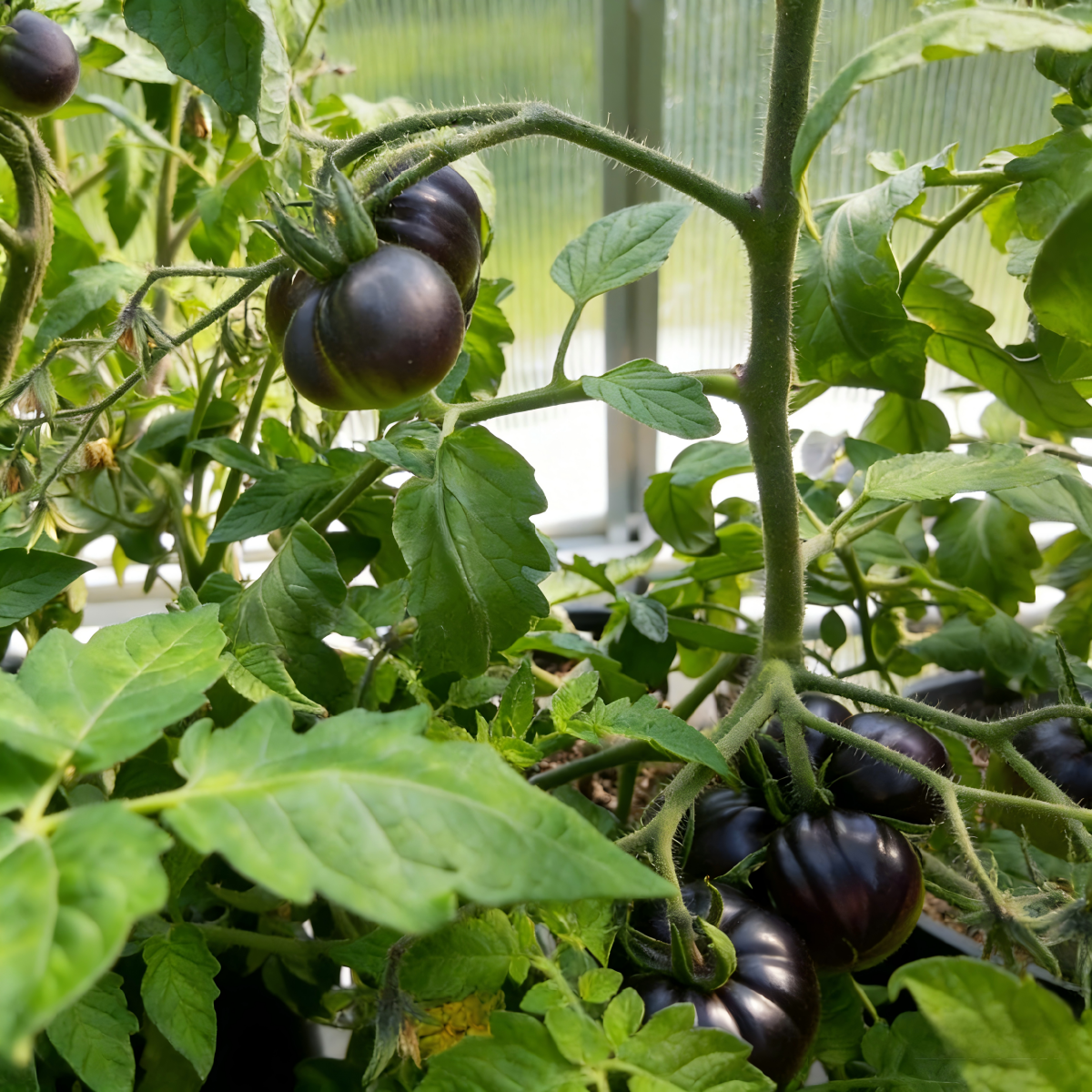 Black Pearl Cherry Tomato Seeds(Non-GMO Heirloom)
