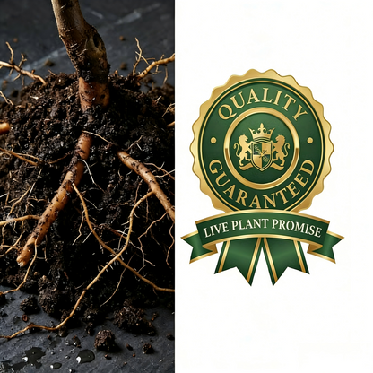 Heirloom Non-GMO Grafted Plum Tree Saplings
