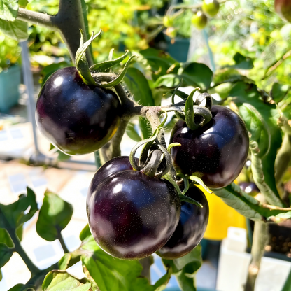 Black Pearl Cherry Tomato Seeds(Non-GMO Heirloom)