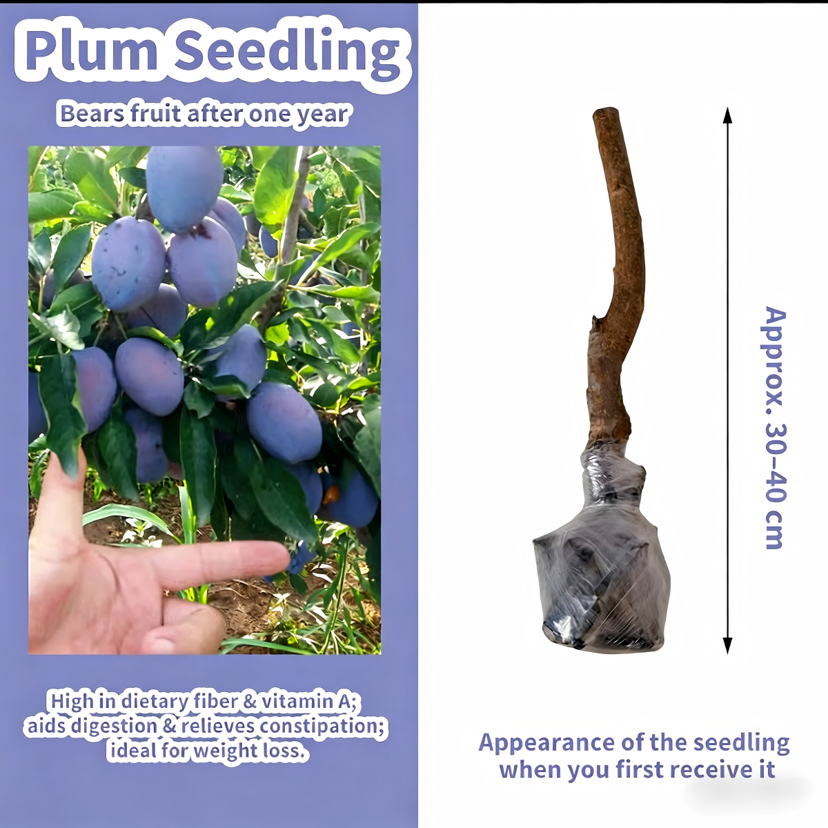 Heirloom Non-GMO Grafted Plum Tree Saplings