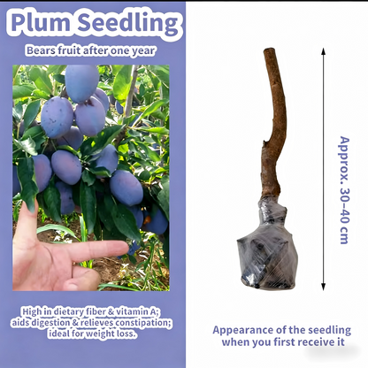 Heirloom Non-GMO Grafted Plum Tree Saplings